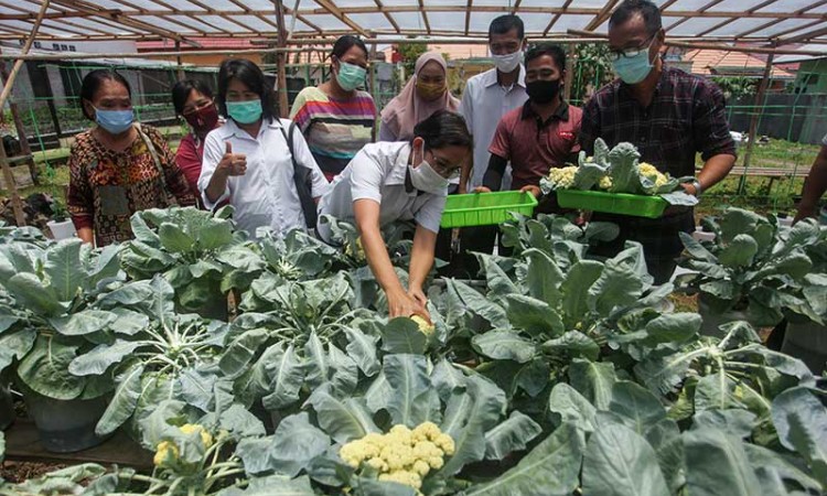 Kelompok Tani Uluh Pangaringan Ajak Masyarakat Memanfaatkan Lahan Perkarangan Untuk Bertani