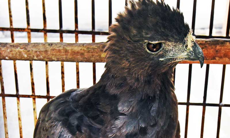 BKSDA Banten Amankan Seekor Elang Brontok Hitam Yang Dipelihara Warga