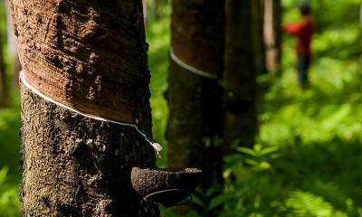 Kementerian PUPR Alokasikan Anggaran Senilai Rp120 Miliar Untuk Membeli Karet Dari Petani