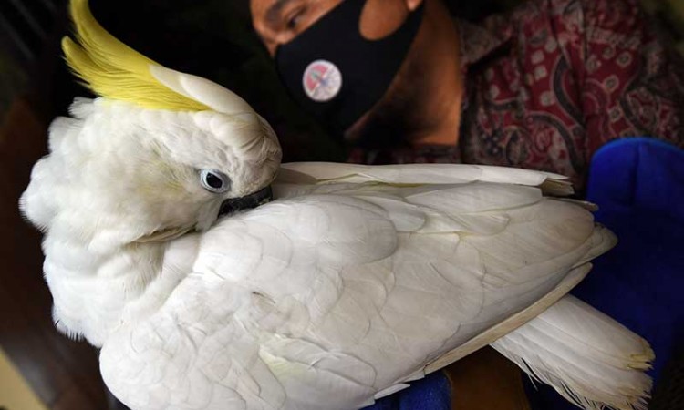 BKSDA Banten Amankan Seekor Burung Kakatua Jambul Kuning Yang Dipelihara Warga