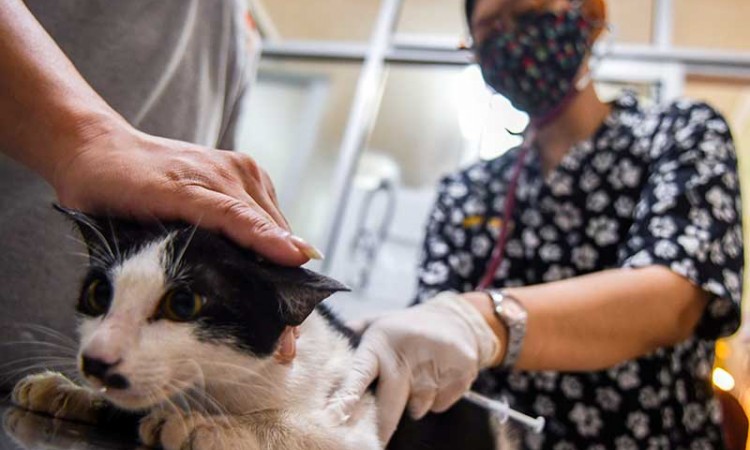 Sambut Hari Rabies Sedunia, Sejumlah Klinik Hewan di Jakarta Gelar Sterilisasi Kucing dan Vaksinasi Rabies Gratis