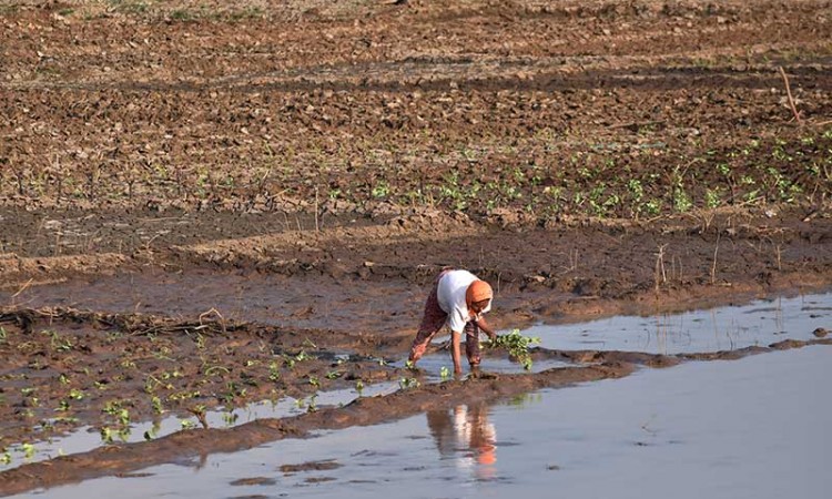 Petani Manfaatkan Menyusutnya Air Waduk Untuk Menanam Sayur Jenis Umur Pendek