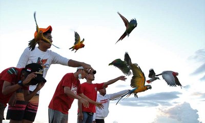 Burung Macaw Banyak Dipelihara Masyarakat Karena Bisa Dilatih