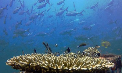 Terumbu Karang Hasil Transplantasi di Banyuwangi Menjadi Habitat Biota Laut