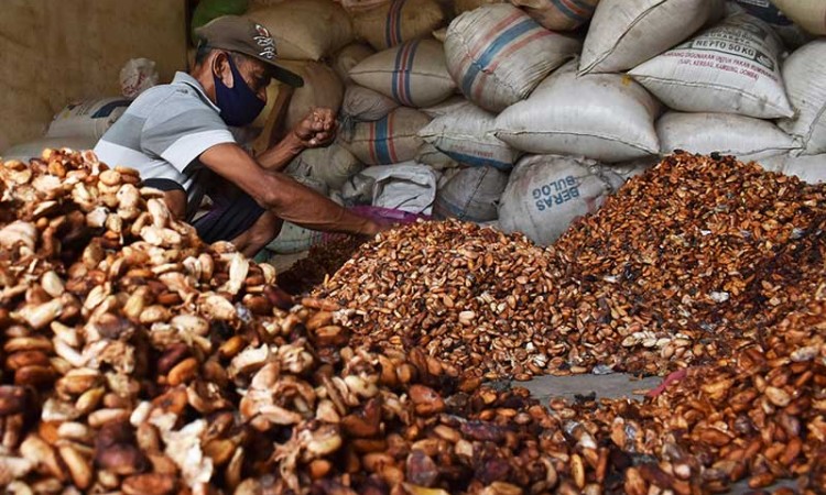 Harga Biji Kakao di Petani Alami Kenaikan