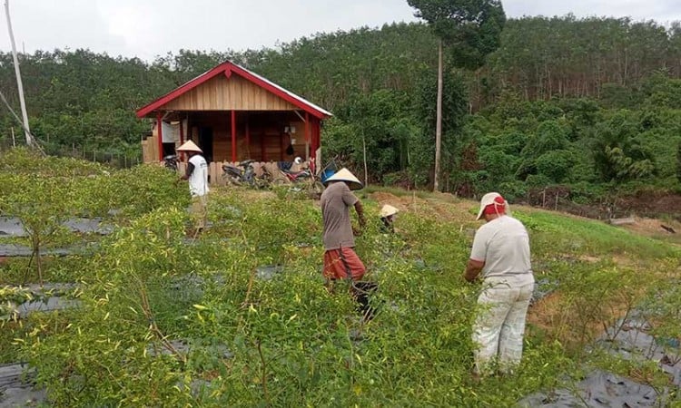 PT Lestari Asri Jaya Berkomitmen Tingkatkan Kesejahteraan Petani Hutan