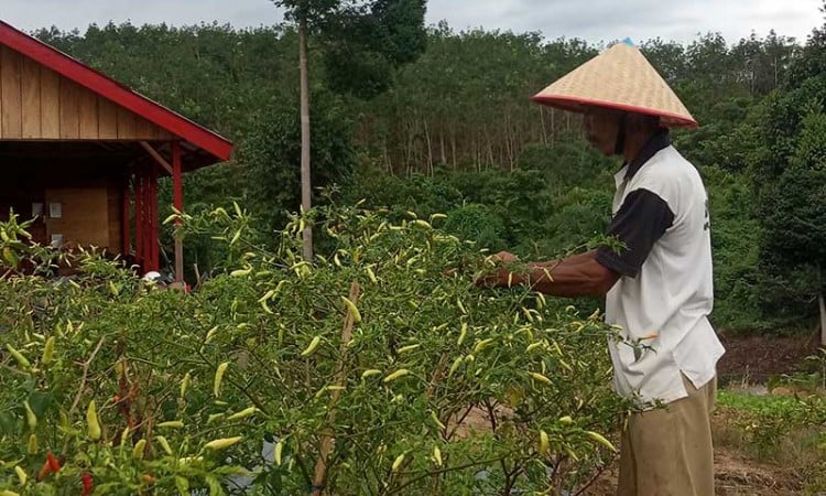 PT Lestari Asri Jaya Berkomitmen Tingkatkan Kesejahteraan Petani Hutan