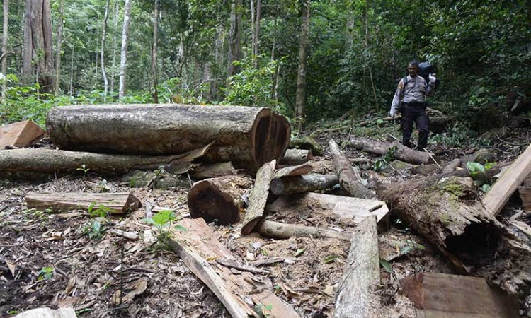 Tidak Ada Tindakan Tegas Pemerintah, Hutan Pegunungan Seulawah Terancam Gundul