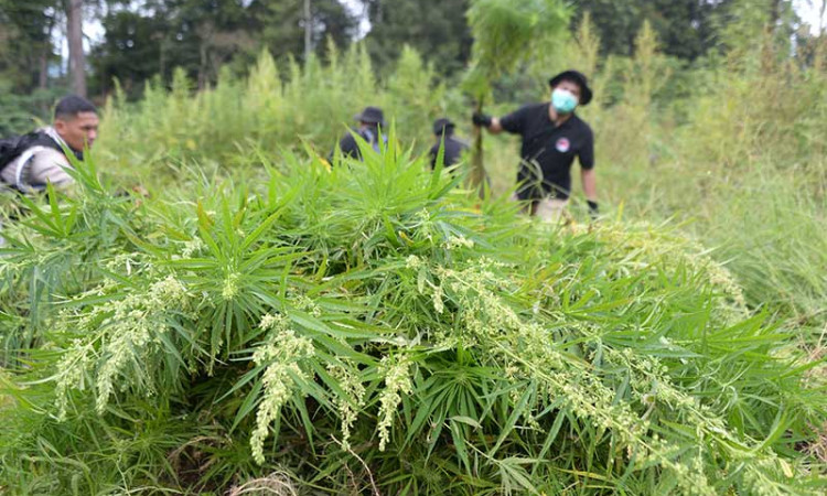 Polda Aceh Bersama TNI Musnahkan Ladang Ganja Siap Panen Seluas 10 Hektare