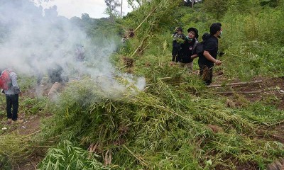 Polda Aceh Bersama TNI Musnahkan Ladang Ganja Siap Panen Seluas 10 Hektare