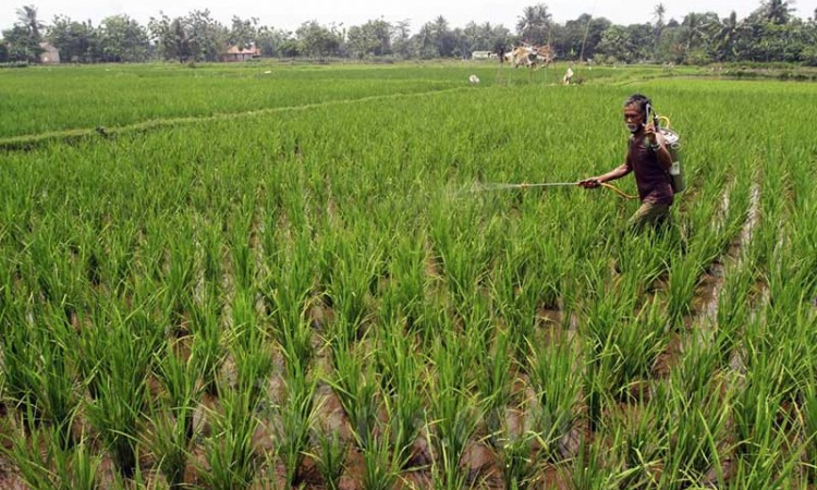 Kementerian Pertanian Himbau Pentani Untuk Manfaatkan Asuransi Usaha Tani Padi 