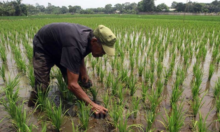 Kementerian Pertanian Himbau Pentani Untuk Manfaatkan Asuransi Usaha Tani Padi 