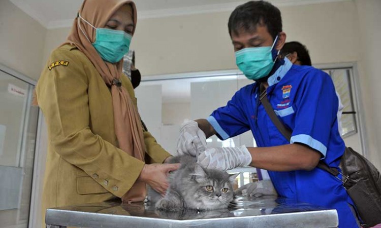 Peringati Hari Rabies Sedunia, Pemkot Palembang Gelar Penyuntikan Vaksin Rabies Gratis