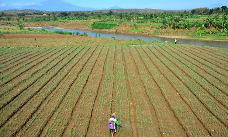 Warga di Boyolali Manfaatkan Aliran Sungai Yang Surut Untuk Bertani