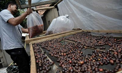 Kopi Jenis Arabika di Jawa Barat Difermentasi Agar Menyerupai Aroma Wine