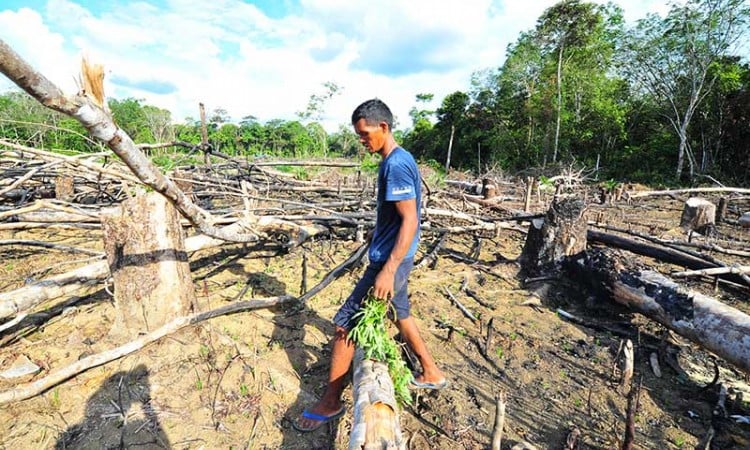 Puluhan Orang Rimba di Jambi Tinggal di Ladang Karena Khawatir Terhadap Covid-19