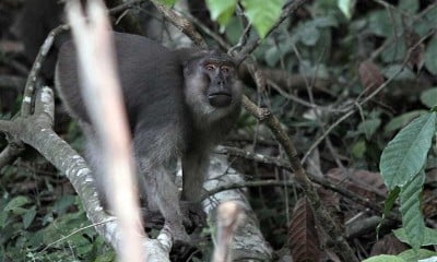 Kera Hitam khas Sulawesi Menampak Diri di Hutan Lambusango