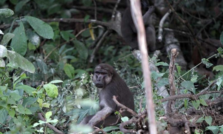 Kera Hitam khas Sulawesi Menampak Diri di Hutan Lambusango