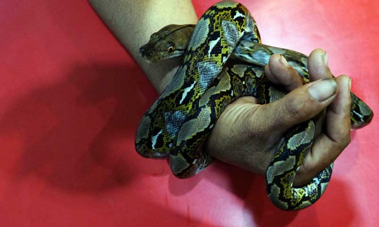 Edukasi Masyarakat Tentang Ular, Komunitas Reptil di Jawa Tengah Gelar Pameran Ular