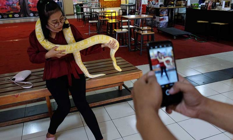 Edukasi Masyarakat Tentang Ular, Komunitas Reptil di Jawa Tengah Gelar Pameran Ular