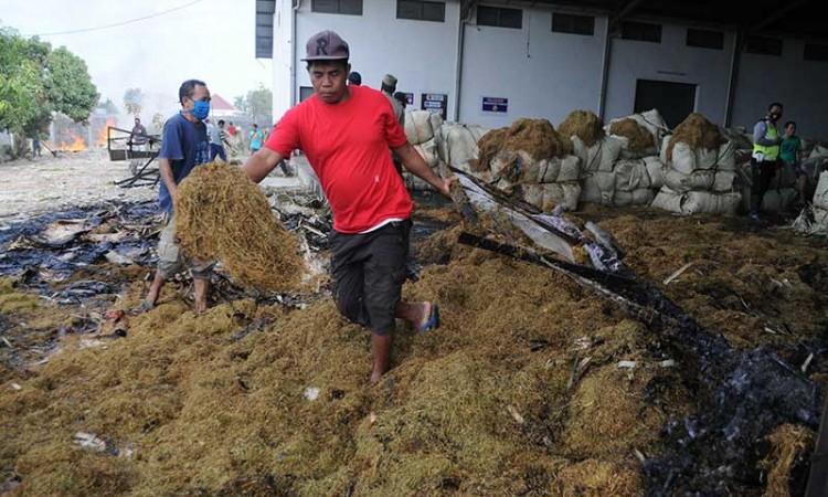 Kebakaran Gudang Tembakau di Jawa Timur Disebabkan Putung Rokok