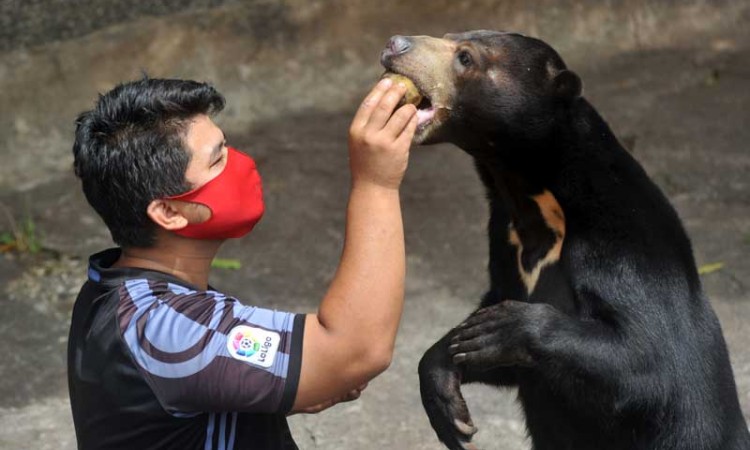 Beruang Madu di Sumatra Barat Dengan Manusia