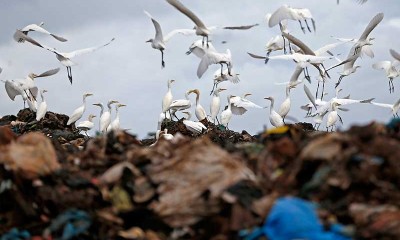 Kawanan burung kuntul putih (babulcus ibis) terbang di atas kawasan Tempat Pembuangan Akhir (TPA) terpadu di Blang Bintang, Aceh Besar, Aceh.