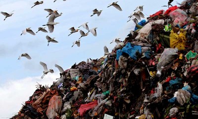 Kawanan burung kuntul putih (babulcus ibis) terbang di atas kawasan Tempat Pembuangan Akhir (TPA) terpadu di Blang Bintang, Aceh Besar, Aceh.