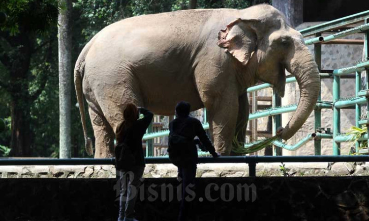 Taman Margasatwa Ragunan Kembali Dibuka Untuk umum