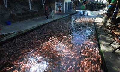 Budidaya Ikan Nilai di Aliran Sungai di Klaten Jateng Menjadi Daya Tarik Wisata 