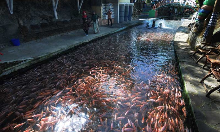 Budidaya Ikan Nilai di Aliran Sungai di Klaten Jateng Menjadi Daya Tarik Wisata 