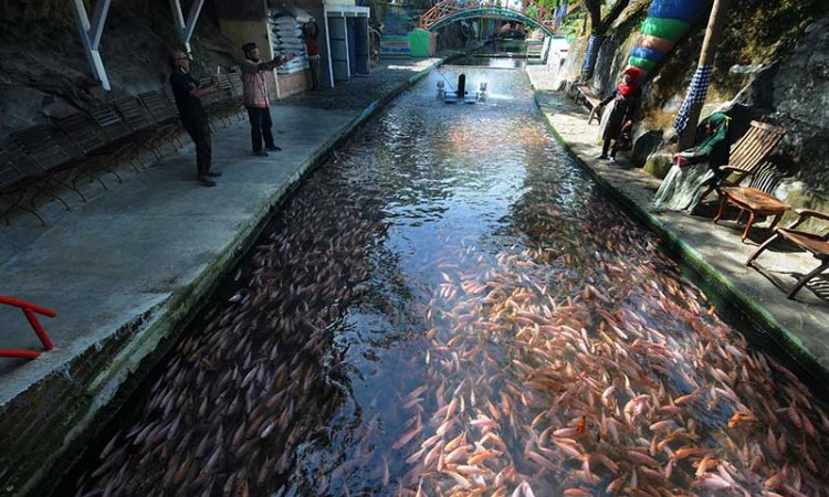 Budidaya Ikan Nilai di Aliran Sungai di Klaten Jateng Menjadi Daya Tarik Wisata 