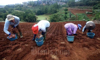 Petani Hortikultura Berlaih Menanam Komoditas Pangan saat Pandemi Covid-19