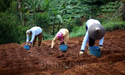 Petani Hortikultura Berlaih Menanam Komoditas Pangan saat Pandemi Covid-19