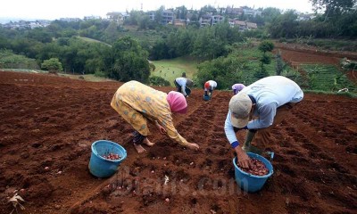 Petani Hortikultura Berlaih Menanam Komoditas Pangan saat Pandemi Covid-19