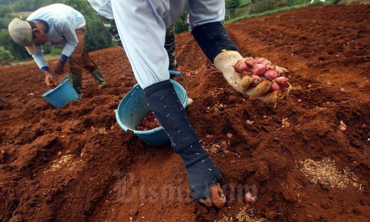 Petani Hortikultura Berlaih Menanam Komoditas Pangan saat Pandemi Covid-19