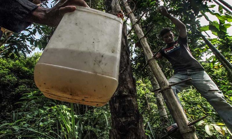 Petani di Aceh Mengumpulkan Air Nira Dari Pohon Aren