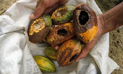 Petani Kakao di Aceh Merugi Akibat Diserang Hama Tupai