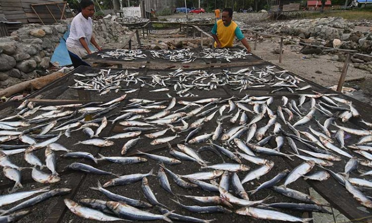 Fenomena La Nina Ancam Usaha Ikan Kering