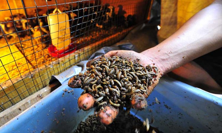 Budidaya Ulat Maggot Untuk Pakan Ternak