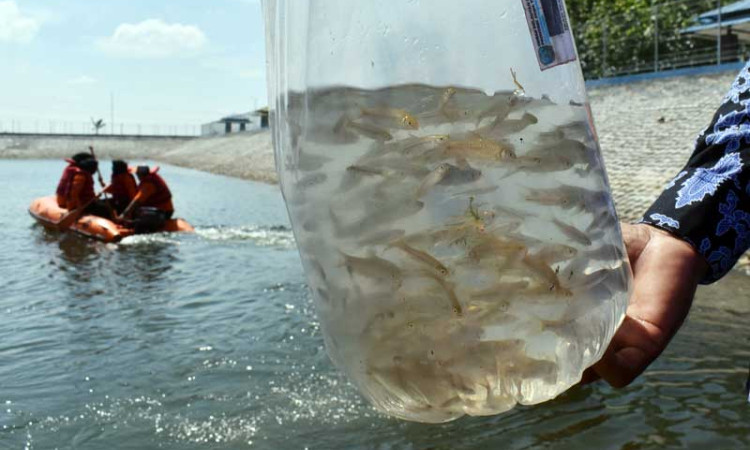 Pemprov Jatim Berikan Bantuan 130 Ribu Benih ikan Untuk Tingkatkan Konsumi Ikan Masyarakat