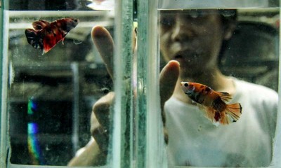 Budidaya Ikan Cupang Kembali Tren saat Pandemi Covid-19