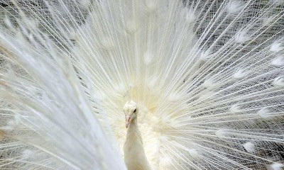 Merak putih Yang Didatangkan Dari India Melengkapi Kinantan Bird Park