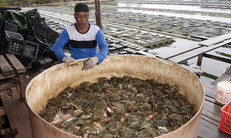 Permintaan Kepiting Soka di Aceh Mulai Meningkat