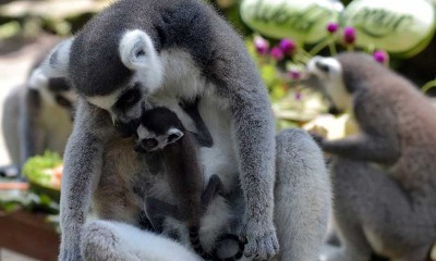 Bali Zoo Berhasil Mengebangbiakan Delapan Ekor Lemur Dalam Tiga Tahun