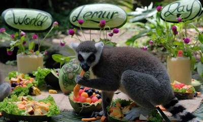 Bali Zoo Berhasil Mengebangbiakan Delapan Ekor Lemur Dalam Tiga Tahun