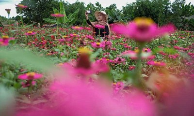 Kebun Tanaman Bunga Celosia Garden Ake di Belitung Ramai Dikunjungi Wisatawan