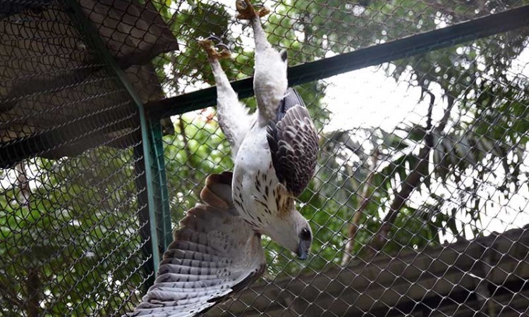 BKSDA Riau Selamatkan Lima Ekor Elang Brontok Yang Cacat Karena Ulah Manusia