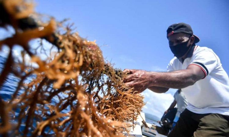 Harga Rumput Laut di Petani Anjlok