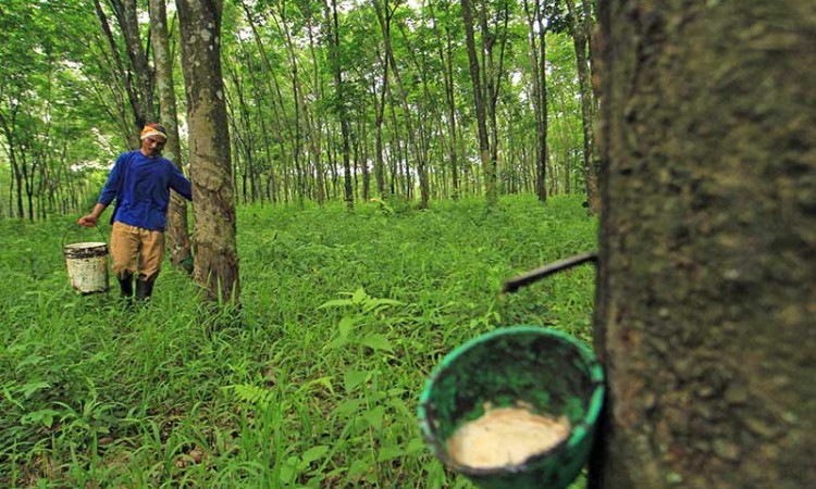 Harga Getah Karet Petani Naik Rp 10 Ribu Per Kilogram Dari Bulan Sebelumnya